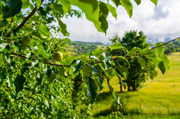 Maçãs verdes na árvore. Savsat, Artvin - Turquia