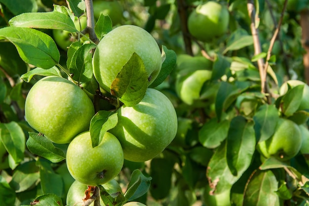 Maçãs verdes penduradas em uma árvore