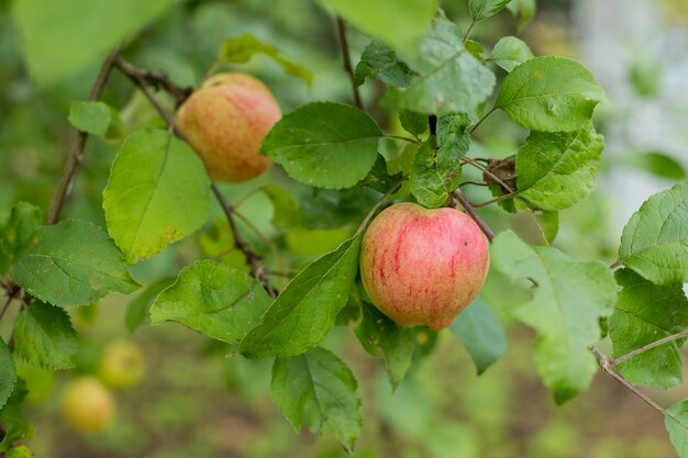 Maçãs vermelhas crescem em um galho entre a folhagem verde. Maçãs orgânicas penduradas em um galho de árvore em um pomar de maçãs.