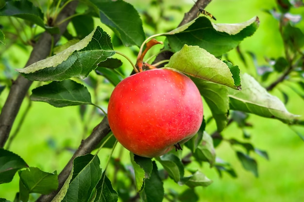 Maçãs vermelhas de amadurecimento crescem em um galho de macieira. jardinagem e cultivo de conceito de maçãs