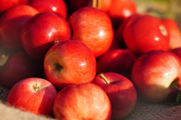 Maçãs vermelhas de fazenda, frutas orgânicas suculentas cultivadas em um ambiente rústico, expostas ao sol ao nascer do sol