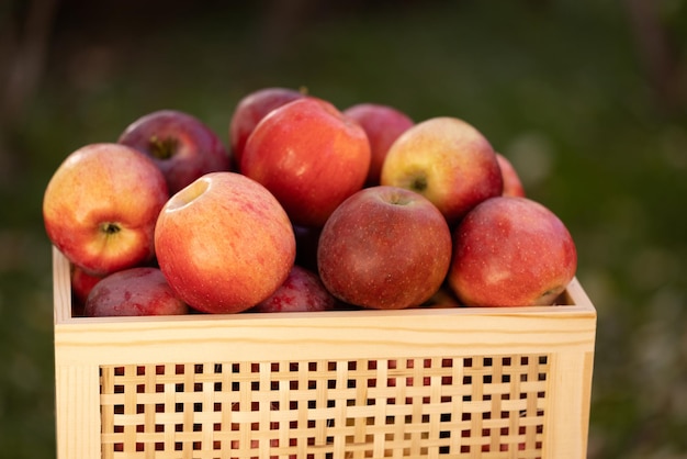 Maçãs vermelhas em uma gaveta, época do outono, colheita de maçãs no jardim, frutas orgânicas frescas