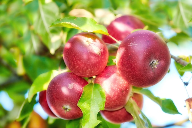 Maçãs vermelhas frescas crescendo em árvores para colheita em um campo de um pomar sustentável ou fazenda em um dia ensolarado ao ar livre frutas orgânicas deliciosas e saborosas maduras cultivadas na natureza para colher em um bosque