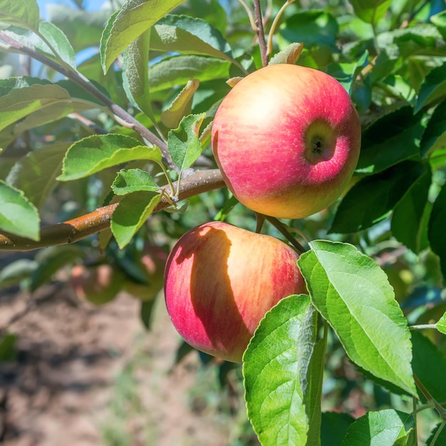 Maçãs vermelhas maduras em pomar, macieira