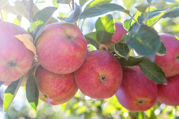 Maçãs vermelhas maduras em pomar, macieira