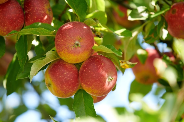 Maçãs vermelhas maduras em uma árvore com folhas verdes de baixo Fruto orgânico e saudável crescendo em um galho de árvore de pomar em fazenda sustentável no verão Grupo de produtos sazonais frescos prontos para colheita