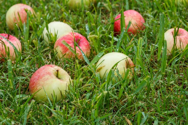 Maçãs vermelhas na grama. Fundo de outono - maçãs vermelhas caídas na grama verde no pomar. Maçã vermelha fresca na grama do jardim