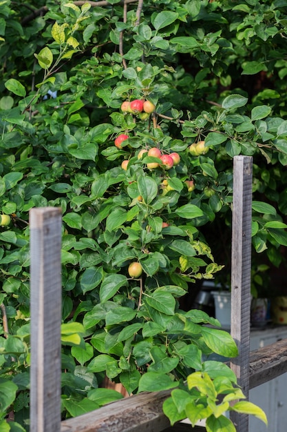 maçãs vermelhas no jardim