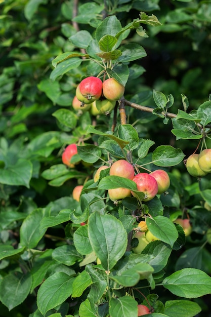 maçãs vermelhas no jardim