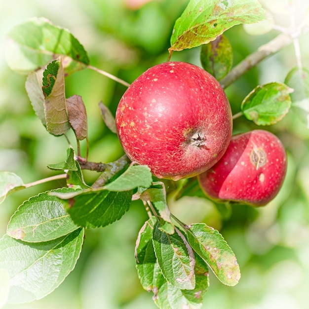 Maçãs vermelhas no meu jardim Uma foto de maçãs saborosas e bonitas no meu jardim