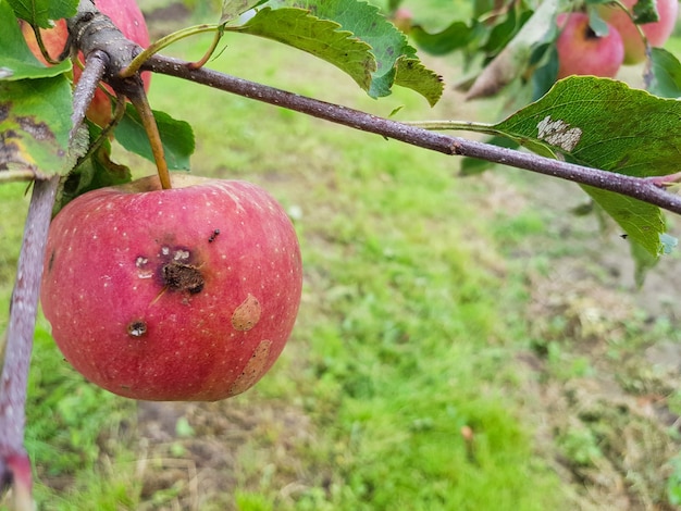 Maçãs vermelhas podres estão penduradas em um galho no jardim uma maçã comida por parasitas está pendurada em uma árvore