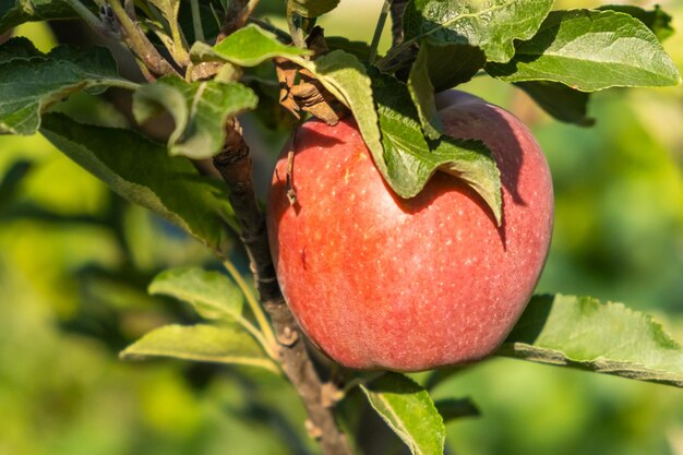 Maçãs vermelhas suculentas amadurecem em uma árvore em um pomar de maçãs, boa colheita no outono