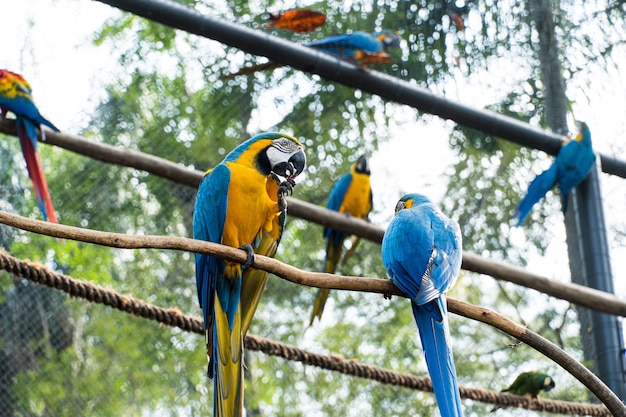 Macaw Canindé comendo e voando livremente dentro de um parque. Arara Caninde é originária do Brasil.