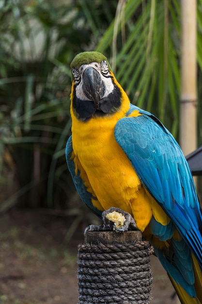 Macaw Canindé comendo e voando livremente dentro de um parque. Arara Caninde é originária do Brasil.