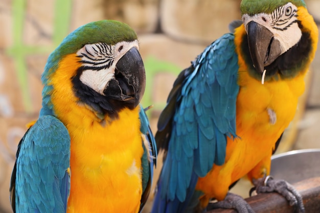 Macaw Papagei