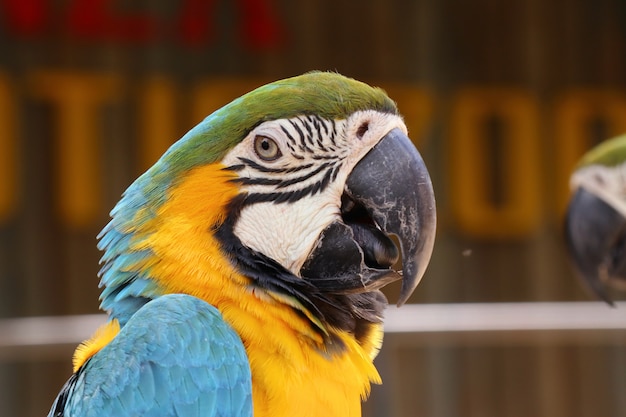 Macaw Papagei