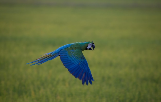 Macawpapagei, der durch die Felder fliegt