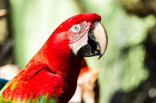 Macaws