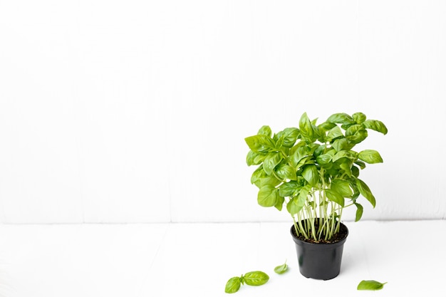 Foto maceta de albahaca fresca planta sobre fondo blanco en la esquina derecha con espacio de copia.