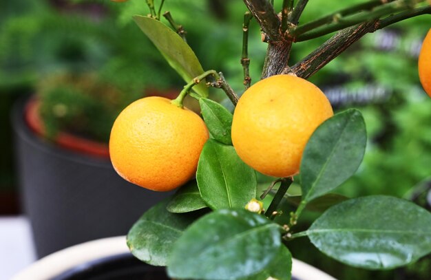 Maceta con árbol de mandarina joven con hojas jugosas y frutos de naranja i