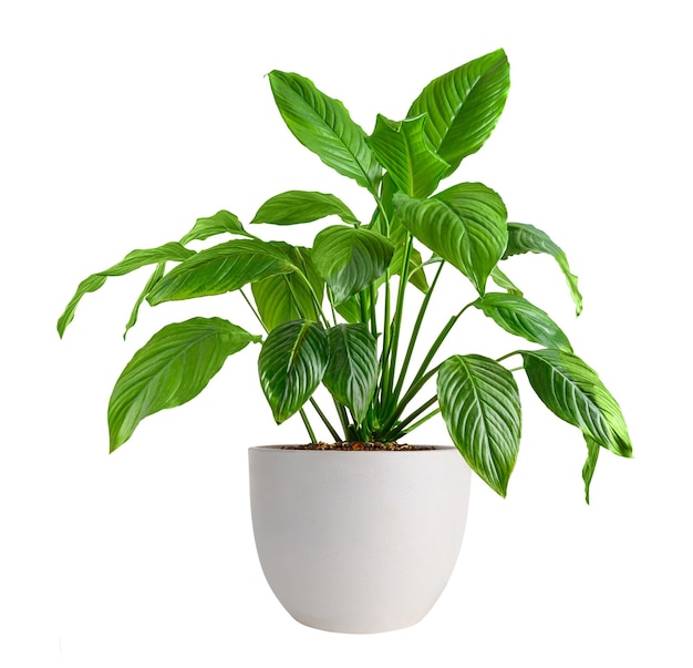 Maceta blanca con planta casera Spathiphyllum sobre fondo blanco