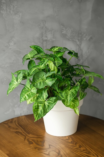 Maceta blanca con una planta verde en un interior minimalista.