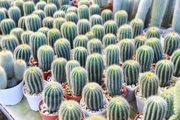 Maceta de cactus en el jardín de plantas de vivero de la granja de cactus natural, pequeños cactus frescos que crecen en una maceta de flores en el interior