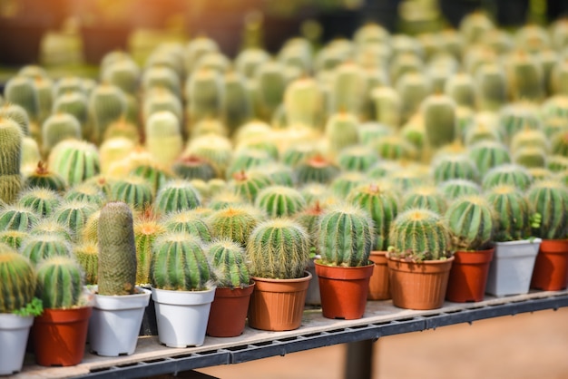 Maceta de cactus en miniatura decorar en el jardín - varios tipos hermoso mercado de cactus o granja de cactus