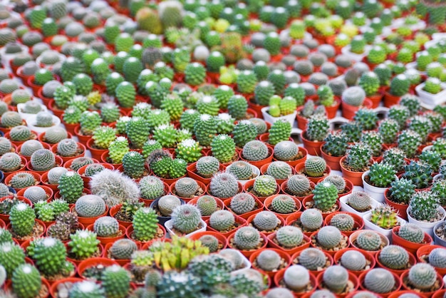 Maceta de cactus en miniatura decorar en el jardín - varios tipos hermoso mercado de cactus o granja de cactus