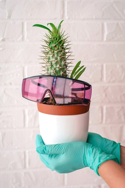 maceta con cactus con rosa proteger gafas de depilación láser Depilación depilación láser diversión