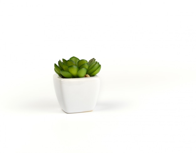 Maceta de cerámica blanca con planta verde suculenta