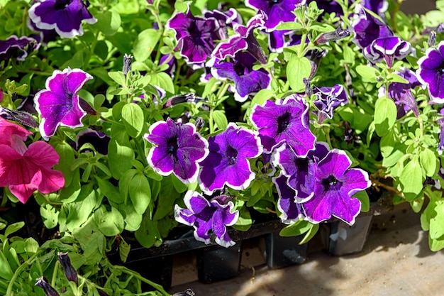 Maceta colgante con hermosas petunias ampelny rosadas