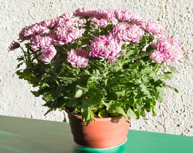 Maceta de crisantemo magenta sobre fondo gris de pared rugosa.