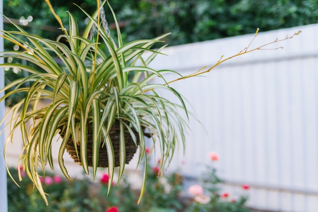 Una maceta con una flor cuelga en el patio de la casa. Delgadas hojas verdes cuelgan de una maceta. Una planta de interior. Jardinería. Decoración hogareña.