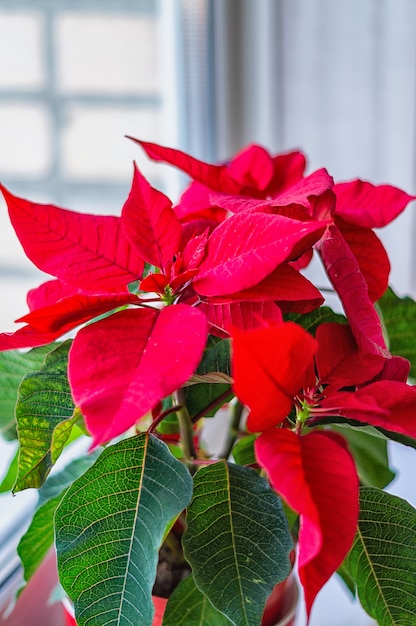 Maceta con una flor de Nochebuena