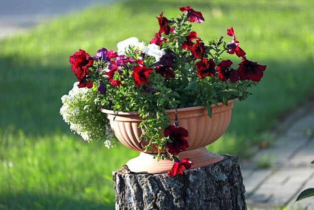 Una maceta de flores se encuentra en un tocón de madera afuera en un día soleado Una idea para la decoración del césped