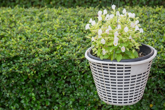 Maceta de flores con un fondo verde