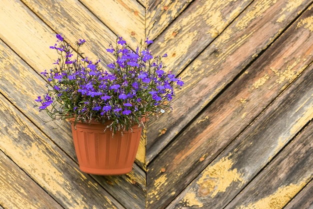 Maceta con flores de Lobelia contra el fondo de una pared de madera con pintura amarilla pelada