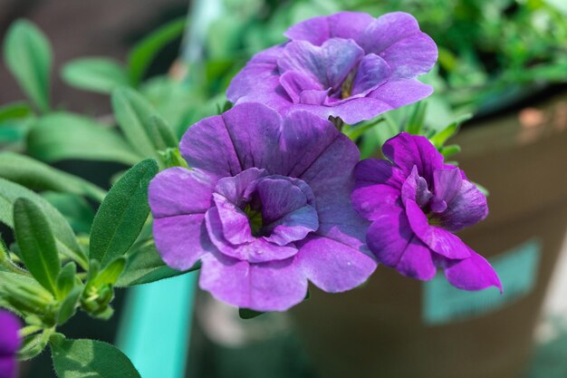 Una maceta de flores moradas con una hoja verde en el centro.