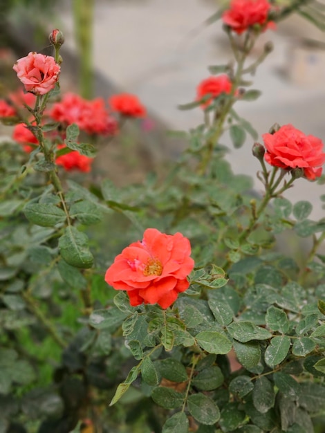 Una maceta con flores rojas en ella