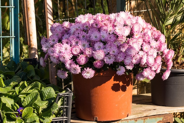 Maceta con hermosas flores en ella