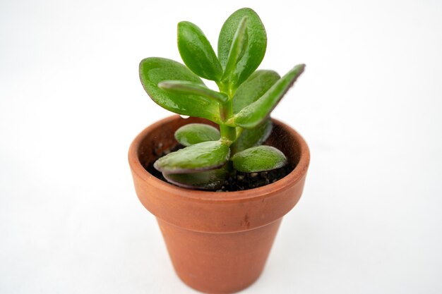 Maceta pequeña con crassula o árbol del dinero.