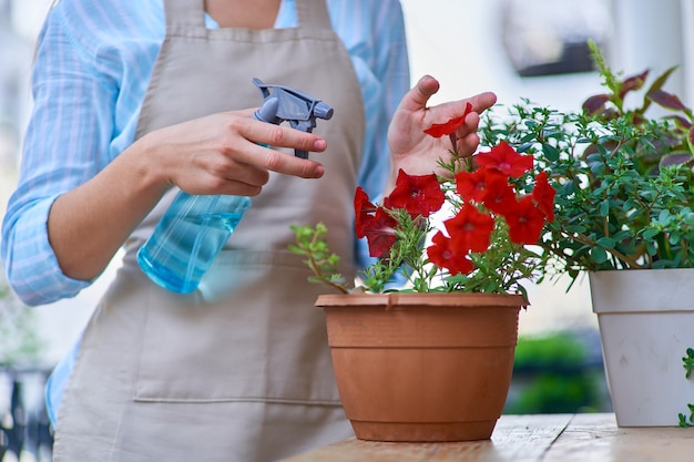 Maceta de petunia roja y atomizador para regar plantas de balcón