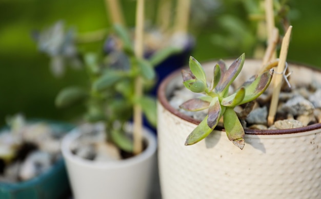 Una maceta con una planta dentro