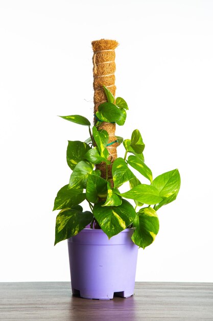 Una maceta de la planta Golden Pothos