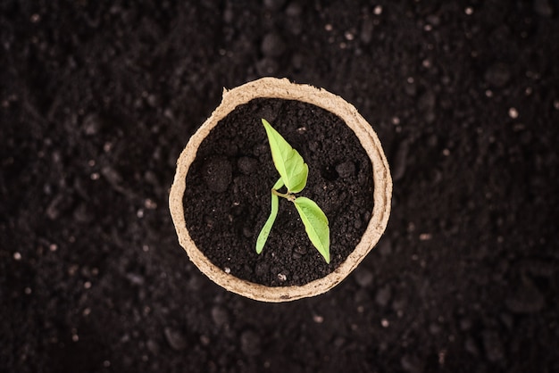 Maceta con planta joven en suelo