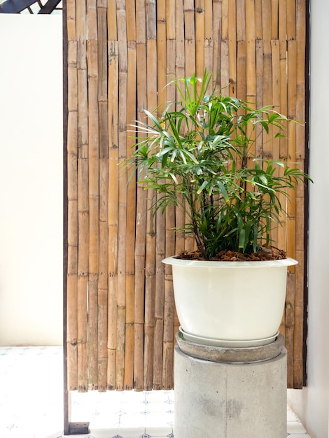 Maceta de plástico redonda blanca grande con decoración de hojas tropicales sobre fondo de partición de pared de madera de bambú en estilo vertical de fondo de habitación blanca de inodoro