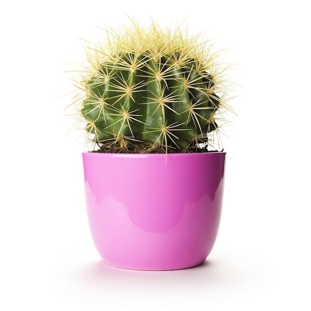 Una maceta rosa con un cactus dentro.