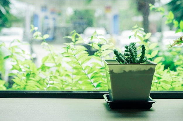 Maceta suculenta verde sobre mesa de madera decorar además de la ventana en casa Mínima maceta de cactus con diseño de interiores