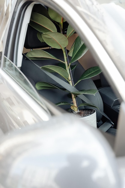 Una maceta verde alta en una maceta se sienta en el asiento delantero del automóvil asegurada por un cinturón de seguridad